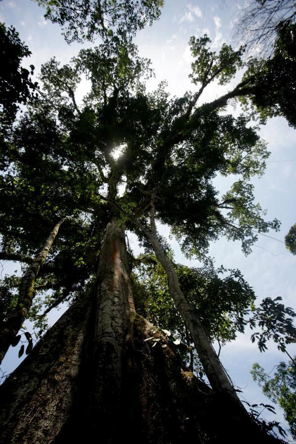 Misahualli Amazon Lodge エクステリア 写真