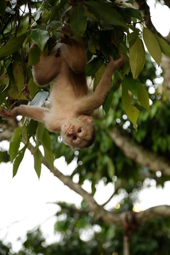 Misahualli Amazon Lodge エクステリア 写真