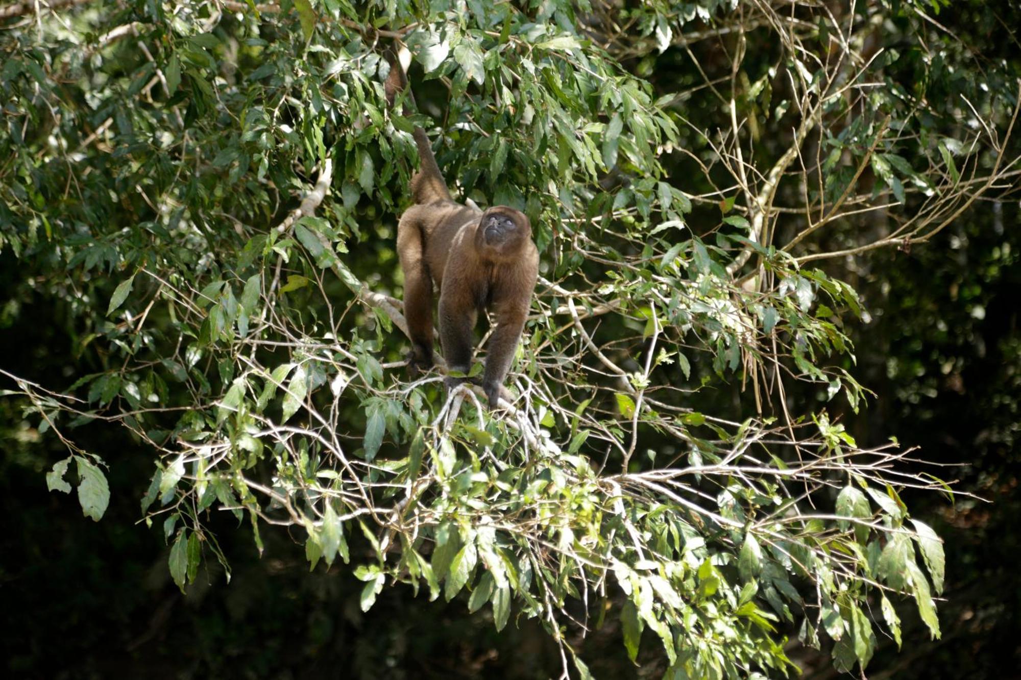 Misahualli Amazon Lodge エクステリア 写真